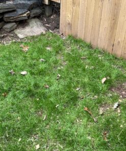 Scotts EZ Seed Patch & Repair Sun and Shade Mulch, Grass Seed, Fertilizer Combination for Bare Spots and Repair, 20 lb 20 lb. 1 Pack 46 81I5J41t52L 1