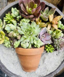 FATPLANTS 10 Living Succulent Cuttings 64 81IBftjOvKL