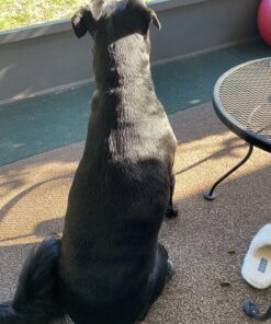 Blue Buffalo Basics Skin & Stomach Care, Natural Adult Dry Dog Food, Salmon & Potato 24-lb 24 Pound (Pack of 1) 37 81ICYrQWOL 2