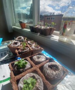 12 Culinary Herb Seeds Assortment - Non-GMO Herb Garden Starter Set - Grow Cooking Herbs: Parsley, Thyme, Cilantro, Basil, Dill, Oregano, Sage & More 48 81IQfdSoQIL 3