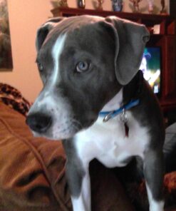 Pet Honesty Dog Allergy Relief Immunity - Dog Allergy Chews, Probiotics for Dogs, Seasonal Allergies, Skin and Coat Supplement, Allergy Itch Relief for Dogs (Salmon) Salmon Single 49 81IRQeR uML