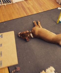 Learning Resources Recordable Answer Buzzers - Set of 4, Ages 3+ | Pre-K Personalized Sound Buzzers, Recordable Buttons, Game Show Buzzers, Perfect for Family Game and Trivia Nights 22 81IX3j25ZhL