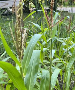 Seed Needs, 230+ Peaches & Cream Sweet Corn Seeds (Zea mays) Untreated and Non-GMO Bulk 33 81IXHnTnVTL