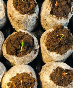 Seed Needs, Swamp Milkweed Seed Packet Collection (2 Varieties of Asclepias for Planting and Attracting Monarch Butterflies) Heirloom, Untreated & Open Pollinated 31 81IcyPh1kaL