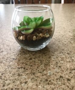 MyGift Assorted Artificial Succulent Fake Plant in Small Clear Glass Display Vases, Set of 4 36 81ImIveqmEL