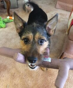 KONG PetStix Assorted Lg Large Standard Packaging 23 81IolvyED4L