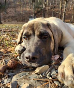 Pet MD - Dog Ear Cleaner Wipes - Otic Cleanser for Dogs to Stop Ear Itching, and Infections with Aloe and Eucalyptus - 100 Count 33 81Izd vfUtL