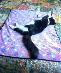 Greenland Home Antique Chic Authentic Patchwork Cotton Quilt Set, Multicolor, 3-Piece King/Cal King King/California King (3 Piece) 35 81IztO8l3PL