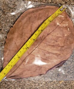 SunGrow Betta Leaves, 8”, 10 Pcs Beneficial Large Catappa Indian Almond Leaves for Overall Development in Fish Tank Aquarium, Water Conditioner Leaves Lower pH Large (8", 10 pack) 51 81J P07aDwL