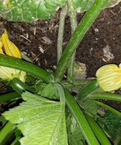 Plant Revolution PRPSGW01 Premium White Mycorrhizae, 1 oz, 1 Ounce, Gray 32 81J2x96PkL