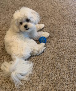 JW Pet Crackle Heads Crackle Ball, Small 30 81J4JGKk9L