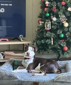 WNPETHOME Dog Beds for Extra Large Dogs, Washable, Bolster Sofa Bed with Waterproof Lining & Non-Skid Bottom, Orthopedic Egg Foam Couch for Pet Sleeping, Pet Bed 42.0"L x 30.0"W x 7.0"Th Grey 32 81J79nxLrL