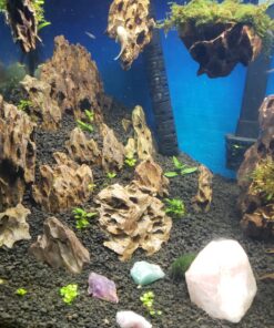 Staurogyne Repens Tissue Cultured - Foreground Aquarium Plant 52 81J8ygAszNL