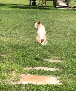 Pet 'n Shape Chik 'N Rice Dumbbells - All Natural Dog Treats, Chicken, 32 oz 2 Pound (Pack of 1) 39 81JD7Wzsa5L