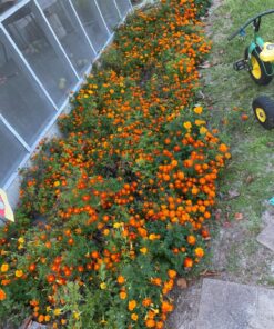 French Marigold Sparky Mix Seeds, Over 5,000 Seeds by Seeds2Go 30 81JDFzPNYBL