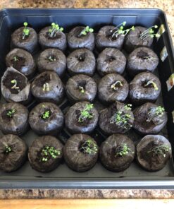 Culinary Herb Seeds Variety Pack - Outdoor & Indoor Herb Garden Kit - 10 Non-GMO Herb Garden Seeds for Planting & Book - Basil Seeds, Dill Seeds, Rosemary Seeds, Thyme Seeds, & More 38 81JLKhmpjmL