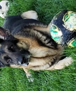 PetSilver Wound & Skin Spray with Chelated Silver, Allergy Relief for Dogs Itching, Hot Spot Treatment for Dogs, Cat and Dog Wound Care, All Natural Skin Soother for Dogs, Made in USA, 8 fl oz 8 oz 17 81JUxEe39nL