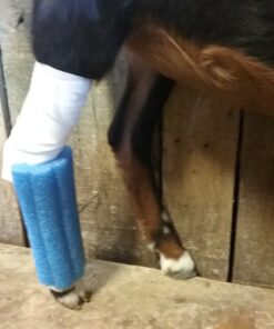 Oodles of Noodles Foam Pool Swim Noodles - 5 Pack multicolored 28 81JZWuhpLSL