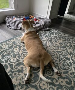 Wild Alaskan Salmon Oil for Dogs & Cats - Omega 3 Skin & Coat Support - Liquid Food Supplement for Pets - Natural EPA + DHA Fatty Acids for Joint Function, Immune & Heart Health, 32 Fl Oz 32 Fl Oz (Pack of 1) 36 81JbfLZf8FL