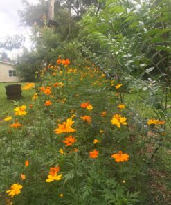 2,000 Seeds of Sulphur Cosmos, Bright Lights Mix by Seeds2Go 29 81Jh1mHebFL