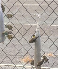 Wagner's 62050 Nyjer Seed Wild Bird Food, 10-Pound Bag 32 81JhlMHPNJL