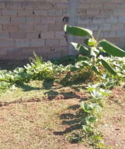 BLACK+DECKER 20V MAX String Trimmer, 2-Speed, 12-Inch, Cordless (LST522) 20V String Trimmer Kit 39 81JpHCRkKOL