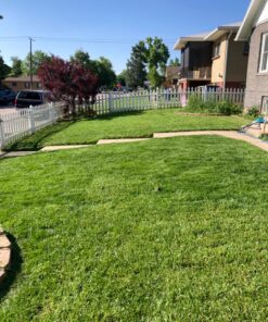 Scotts Turf Builder Grass Seed Sun & Shade Mix, Grows in Extreme Conditions & Spreads for a Durable Lawn, 7 lbs. 1 Pack 7 lb. 60 81JxItvje3L 1