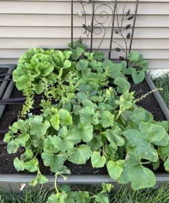 Lifetime 60069 Raised Garden Bed Kit, 4 by 4 Feet, Pack of 3 64 81K0d MnaWL