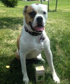 My AlphaPet Compostable Dog Poop Bags, Cornstarch Eco-Friendly, Highest EN1342 Certified, 120 Count, Large Size Bag 9x13 Inches, 8 Unscented Refill Rolls, Leak-proof, Plantbased, GM-Free Corn Unscented Green 30 81K4 dPsCCL