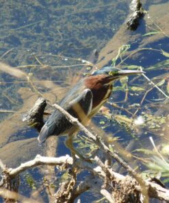 Nikon COOLPIX L840 Digital Camera with 38x Optical Zoom and Built-In Wi-Fi (Red) Red Base 42 81K4qflUyFL