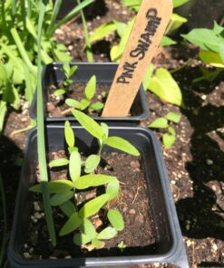 Seed Needs, Swamp Milkweed Seed Packet Collection (2 Varieties of Asclepias for Planting and Attracting Monarch Butterflies) Heirloom, Untreated & Open Pollinated 36 81K6wvKg02L