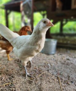 Luposwiten Solar Outdoor Lights Waterproof - Super Bright Motion Sensor Outdoor Lights Easy to Install Solar Lights for Outside, Front Door, Yard, Garage, Garden, Patio, Deck (4 Pack) 37 81K93n3NbeL