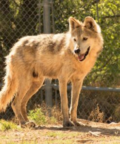 OM SYSTEM OLYMPUS M.Zuiko Digital 40-150mm F4.0-5.6 R Black For Micro Four Thirds System Camera, 3.75x Zoom Lens, Portable Design Standard Packaging 84 81KDe6mk4eL