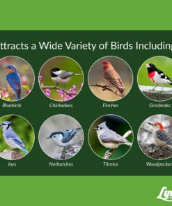 Lyric Fine Tunes Wild Bird Seed - No Waste Bird Food Mix - Attracts Bluebirds, Finches, Chickadees & More - 15 lb. Bag 15.00 Pound (Pack of 1) Seed Mix 28 81KFTTdBnfL