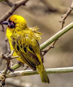 NEXTPAGE Compatible Ink Cartridges Replacement for Canon CLI42 8 Pack for PIXMA PRO-100 Printer, Canon Ink CLI 42 CLI-42 Ink Cartridge Use in Canon pixma pro 100 Printer 21 81KG63h5uEL