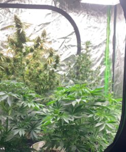 Canna 250 ml Rhizotonic Rooting Stimulator 9321025 12 81KGO ivb6L