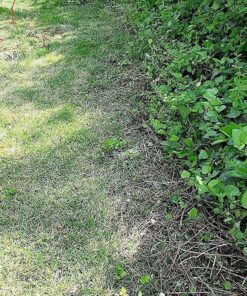 Sun Joe MJ401E 14-Inch 12-Amp Electric Lawn Mower w/Collapsible Handle for Storage, 3-Position Height Control, 10.6-Gallon Bag, Green Original Version 47 81KHkMqB6UL