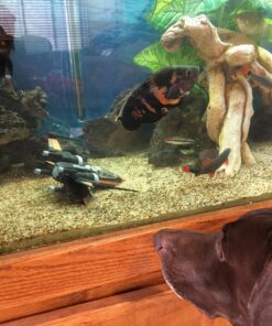 Revell Poe's X-Wing Fighter Building Kit 86 81KNeGOuFXL