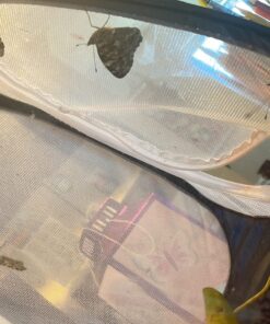 RESTCLOUD Mini Butterfly Habitat, Insect Mesh Cage, Bug Terrarium Pop Up 7.5" x 11" Tall 7.5" x 11" 33 81KQNBFu09L