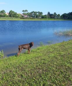 Eukanuba Adult Large Breed Dry Dog Food, 30 lb 30 Pound (Pack of 1) 42 81KQlRK9hzL