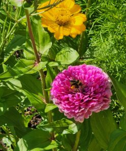 Wildflower Seeds Butterfly and Humming Bird Mix - Large 1 Ounce Packet 7,500+ Seeds - 23 Open Pollinated Annual and Perennial Species 1 Ounce Pouch 45 81KRPQbk3L