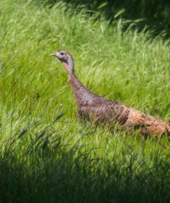 OM SYSTEM OLYMPUS M.Zuiko Digital 40-150mm F4.0-5.6 R Black For Micro Four Thirds System Camera, 3.75x Zoom Lens, Portable Design Standard Packaging 93 81KS4YvKwzL