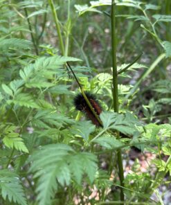 Trasfit Pop-up Insect and Butterfly Habitat Cage Terrarium - 24 Inches Tall 51 81KVeBqsXVL