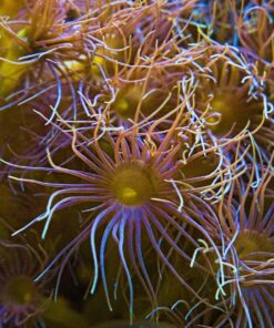 OM SYSTEM OLYMPUS M.Zuiko Digital 40-150mm F4.0-5.6 R Black For Micro Four Thirds System Camera, 3.75x Zoom Lens, Portable Design Standard Packaging 70 81KXRjH93vL