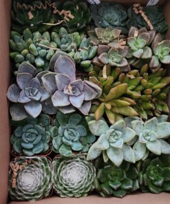 Succulents Plants Live (20PK) Potted Succulent Plants Live House Plants, Cactus Plants Live Plants Indoor Plants Live Houseplants, Indoor Plant Succulents Live Plant House Plant by Plants for Pets 20-PACK 59 81KXtGVjtKL