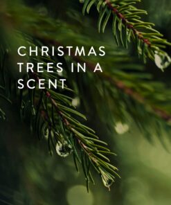 Thymes Frasier Fir Bar Soap - Pine Tree Scented Hand and Body Soap (5.5 oz) 8 81KZM0OlTL