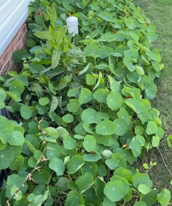 90,000 Wildflower Seeds - 3oz Pure Wild Flower Seed Pack - 25 Variety - Perennial Flower Seeds for Attracting Birds & Butterflies - Open Pollinated, Flower Garden Seeds for Planting Outdoors Perennial (3oz) 64 81KfjVYsx9L 2