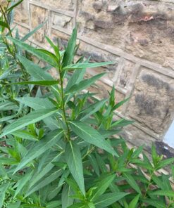 Seed Needs, Swamp Milkweed Seed Packet Collection (2 Varieties of Asclepias for Planting and Attracting Monarch Butterflies) Heirloom, Untreated & Open Pollinated 30 81KgA dJU2L