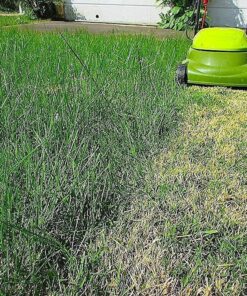 Sun Joe MJ401E 14-Inch 12-Amp Electric Lawn Mower w/Collapsible Handle for Storage, 3-Position Height Control, 10.6-Gallon Bag, Green Original Version 48 81KgpCu7bdL