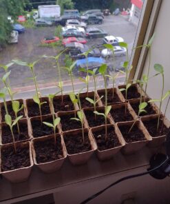 Burpee American Giants Hybrid Sunflower Seeds 50 seeds 15 81KigLICvBL